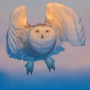 Meet your Posher, Troy